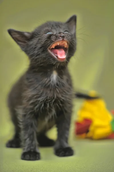 Das schwarze Kätzchen miaut auf grünem Hintergrund — Stockfoto