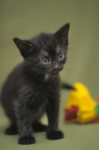 Маленький чорний кошеня — стокове фото