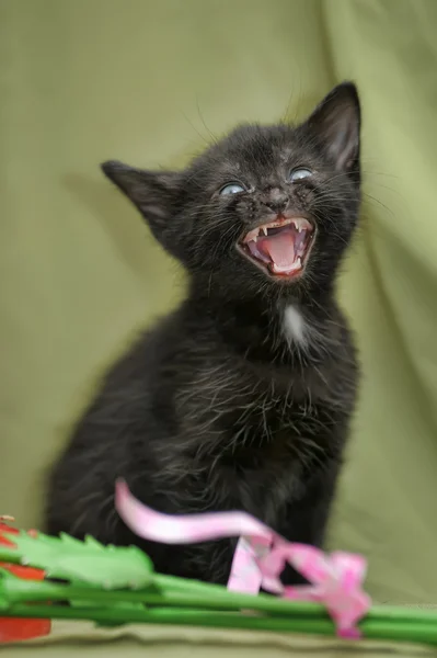 Mews černé kotě na zeleném pozadí — Stock fotografie