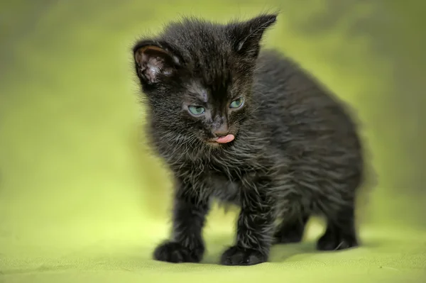 stock image Little black kitten