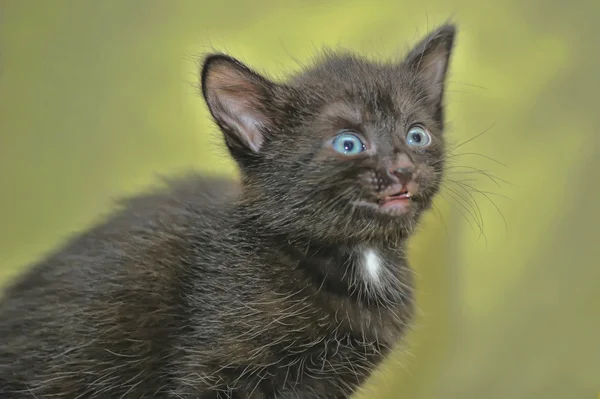 Чёрный котенок — стоковое фото