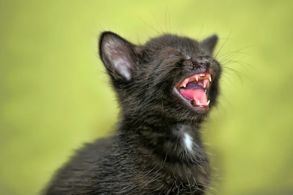 The black kitten mews on a green background — Stock Fotó