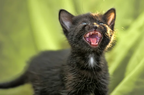 The black kitten mews on a green background — Stock Photo, Image
