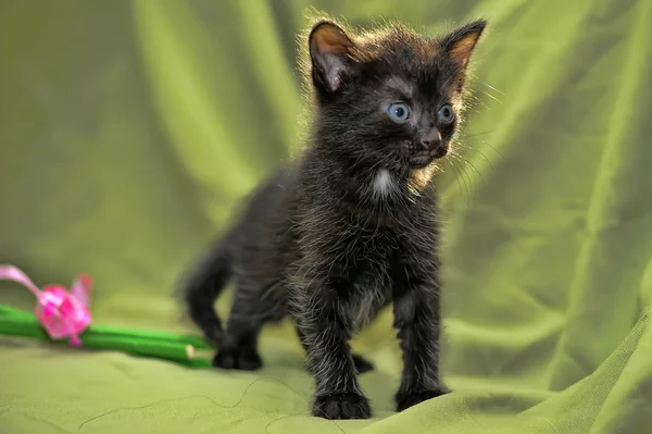 Маленький чорний кошеня — стокове фото