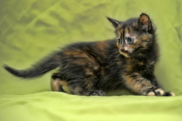 タートル色のふわふわの子猫 — ストック写真
