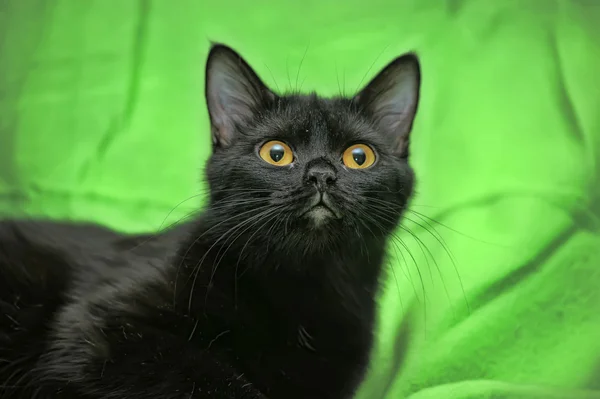 Черная кошка на зеленом фоне — стоковое фото