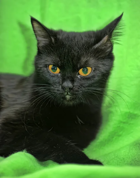 The black cat on a green background — Stock Photo, Image