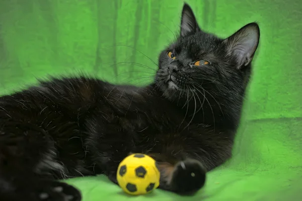 Чорний кіт на зеленому тлі — стокове фото