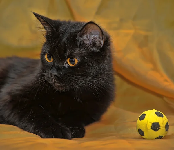 Siyah bir kedi yavrusu siyah bir arka plan üzerinde küçük futbol ile
