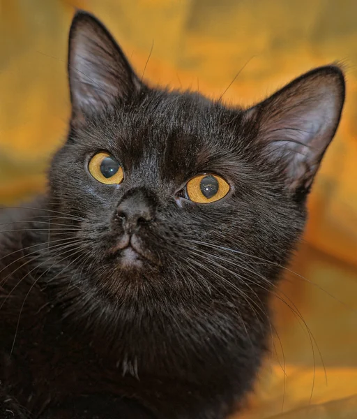 Die schwarze Katze auf orangefarbenem Hintergrund — Stockfoto
