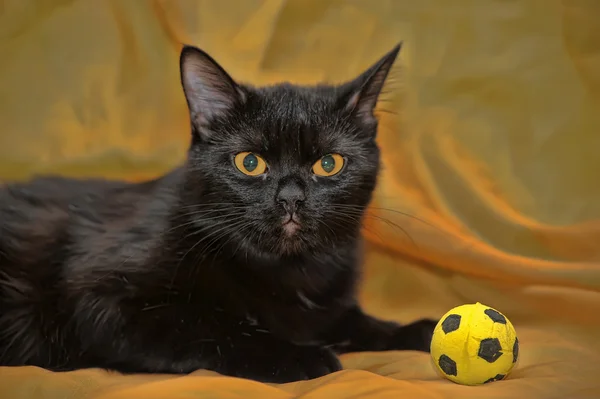 The black cat on an orange background — Stock Photo, Image