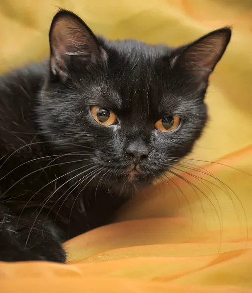 Černá kočka na oranžovém pozadí — Stock fotografie