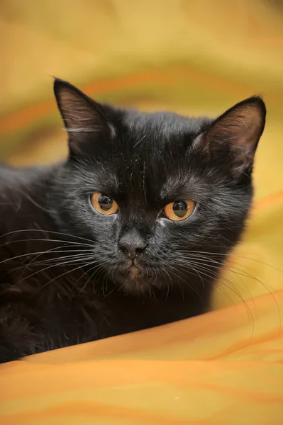 Черная кошка на оранжевом фоне — стоковое фото