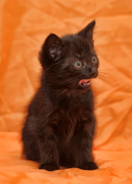 Küçük siyah yavru kedi — Stok fotoğraf