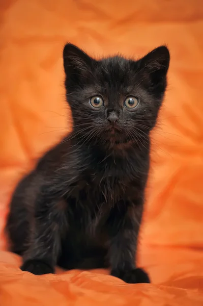 Little black kitten — Stock Photo, Image