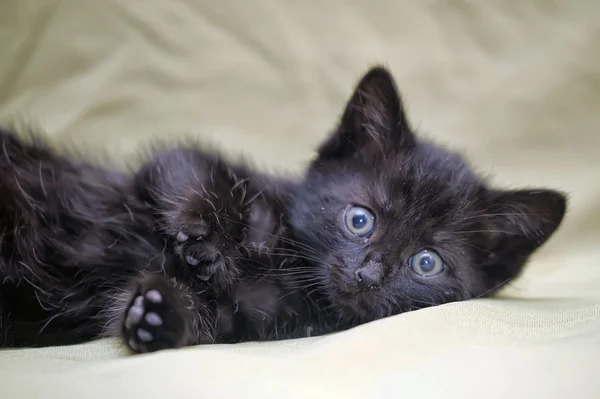 Malé černé kotě — Stock fotografie