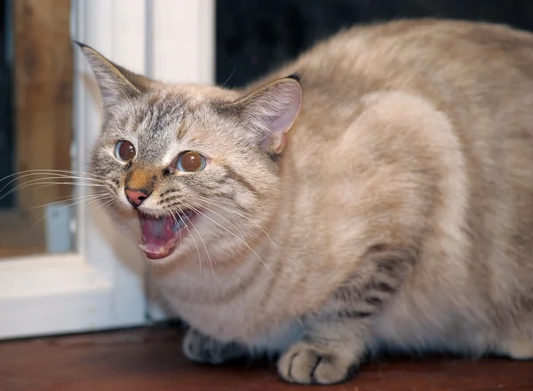 Тайська-кішка з блакитними очима — стокове фото