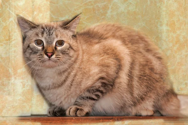 Mavi gözlü Tay kedi — Stok fotoğraf