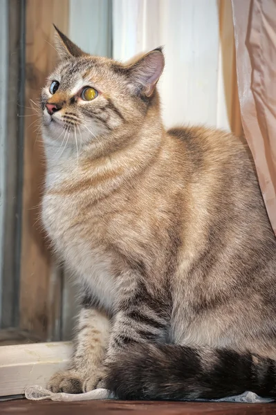 Thajská kočka s modrýma očima — Stock fotografie