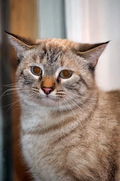 泰国猫蓝眼睛 — 图库照片