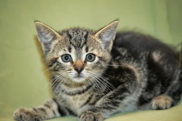 Tabby yavru kedi — Stok fotoğraf
