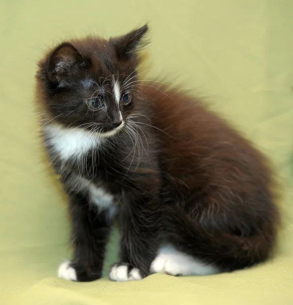 黒と白の子猫 — ストック写真