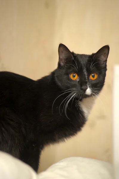 Gato negro con pecho blanco — Foto de Stock