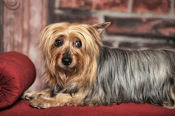 Silky Terrier — Stock Photo, Image