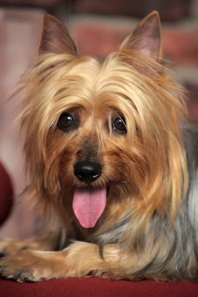 Silky Terrier — Zdjęcie stockowe