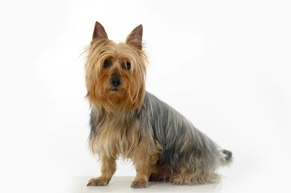 Silky Terrier — Stock Photo, Image