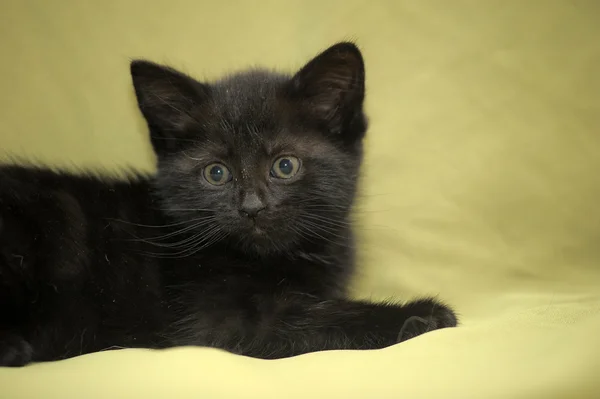 Czarny kotek — Zdjęcie stockowe