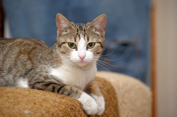 Короткошерста Європейська кішка — стокове фото