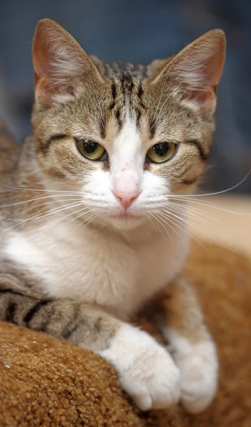 유럽 단 발 고양이 — 스톡 사진
