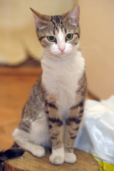 ヨーロッパの短い髪の猫 — ストック写真