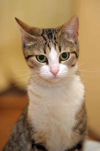 ヨーロッパの短い髪の猫 — ストック写真