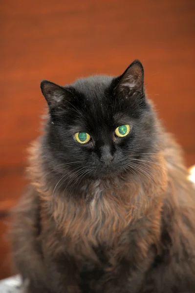 갈색 고양이 — 스톡 사진
