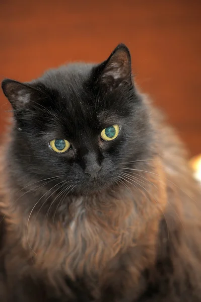 Bruine kat — Stockfoto