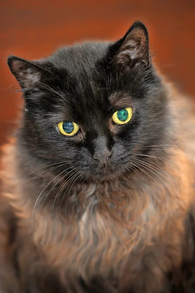 Brązowy kot — Zdjęcie stockowe