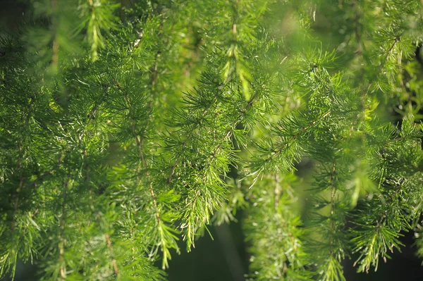 Melez (bitki) Şubesi — Stok fotoğraf