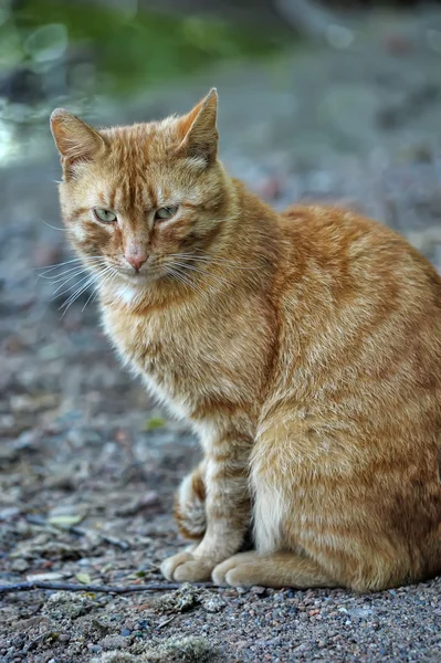 Ginger cat on the street homeless — Stock Photo, Image