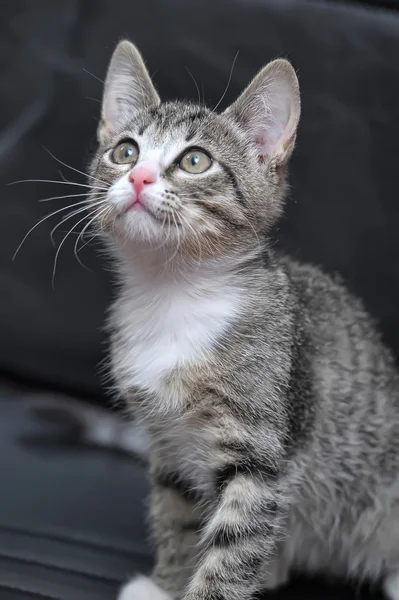 Cute Tabby Kitten — Stock Photo, Image
