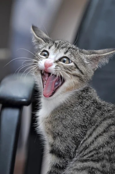 The striped kitten yawns — Stock Photo, Image