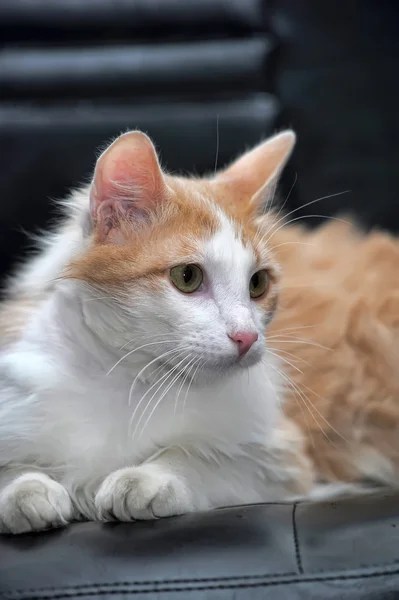 Vit med röd fluffig ung katt — Stockfoto