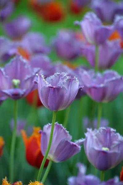 Purple and red tulips — Stock Photo, Image
