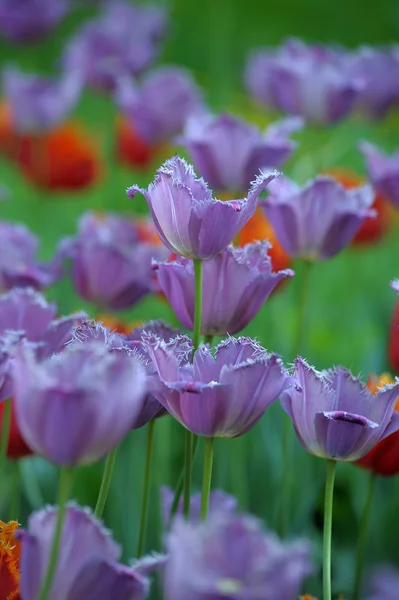 Violette und rote Tulpen — Stockfoto