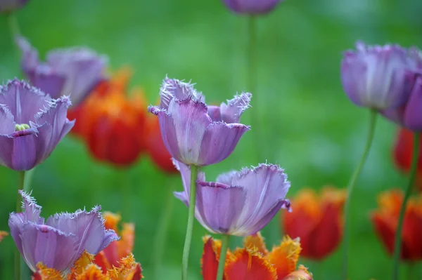 紫と赤チューリップ — ストック写真