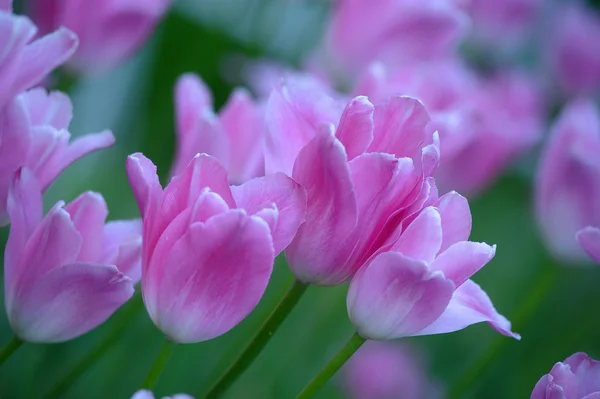 Violette Tulpen — Stockfoto