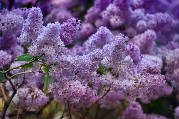 Lilac on a branch close — Stock Photo, Image