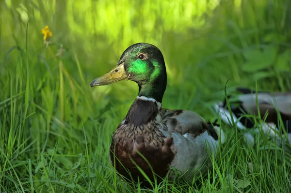 Duck in the grass — Stock Photo, Image