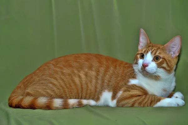 Kırmızı ile beyaz bir kedi — Stok fotoğraf